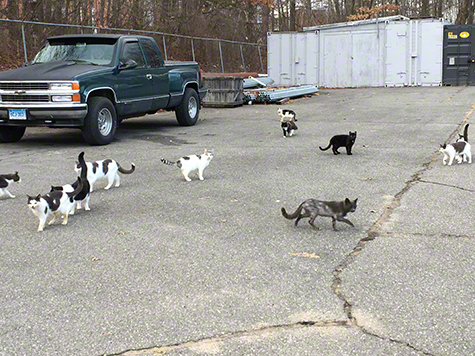 Parking lot with cats